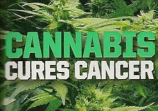 Study Reveals Marijuana Prevents Spread of Cancer