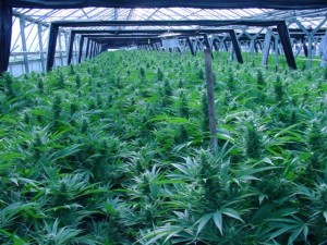 First Marijuana Growers in D.C. Clear Regulatory Hurdles