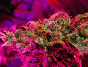 Cannabis Cup Scheduled for First Time on U.S. Soil in 2013