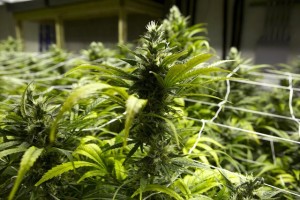  This Jan. 26, 2013, photo taken at a grow house in Denver shows a marijuana plants ready to be harvested. (AP Photo/Ed Andrieski)