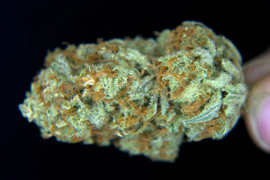 Subsequent research suggests marijuana may help stimulate appetite in chemotherapy and AIDS patients, help improve muscle spasms in multiple sclerosis patients, mitigate nerve pain in patients with HIV-related nerve damage and reduce depression and anxiety. Photographer: David Paul Morris/Bloomberg