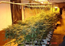 Marijuana illegally being cultivated in a Cleveland warehouse. (Photo via Cleveland.com)