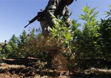 Soldiers destroy a marijuana plantation in Amata, on the outskirts of Culiacan in Mexico's northwestern state of Sinaloa, November 30, 2010.  REUTERS/Tomas Bravo