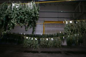 Cannabis hangs inside the “cure room” of a medical cannabis cultivation facility in Denver. (Photograph by Matthew Staver/For The Washington Post via Getty Images)