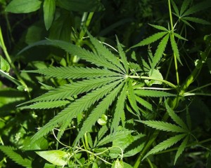 Bipartisan Lawmakers Introduce ‘Respect State Marijuana Laws Act’