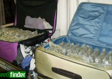 TSA Finds 81 Pounds of Marijuana in Checked Luggage