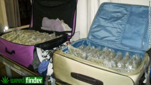 TSA Finds 81 Pounds of Marijuana in Checked Luggage