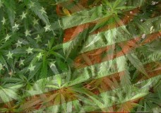 Marijuana Legalization Measures Pass in Oregon, Alaska and DC, but Medical Falls Short in Florida