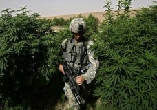 Veterans Equal Access to Marijuana Amendment Passes Senate