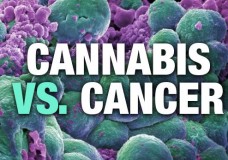 National Cancer Institute Confirms Cannabis Kills Cancer