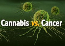 National Cancer Institute Proves Cannabinoids Cause Cell Death in Tumors