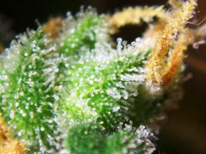 National Cancer Institute Proves Cannabinoids Cause Cell Death in Tumors - Weed Finder™ News