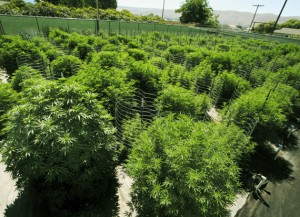 Oregon Issues First Recreational Cannabis Grow Licenses - Weed Finder™ News