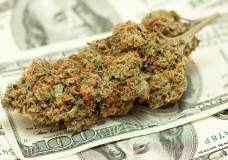 Cannabis Industry Could Reach Over $60 Billion in 7 Years - Weed Finder News
