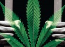 Finding Employees without Prior Cannabis Convictions an Issue for Dispensaries