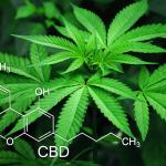 CBD vs. THC: Understanding the Science Behind Cannabis Compounds